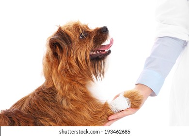 A picture of a dog with hurt paw giving thanks to the vet