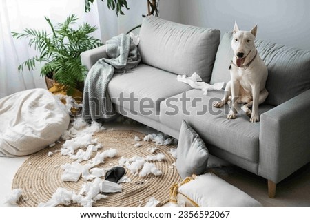 A picture of a dog sitting on a sofa next to torn pillows And clothes scattered on the ground.