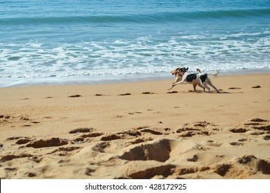 Picture of dogs chasing each other on the ocean sandy beach at sunset outdoors background