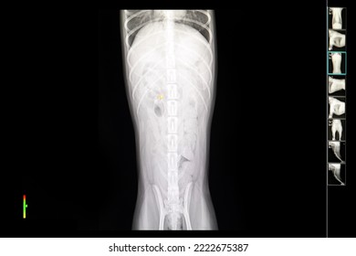 A picture of a dog's chest x-ray - Shutterstock ID 2222675387
