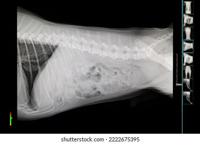 A picture of a dog's chest x-ray - Shutterstock ID 2222675395