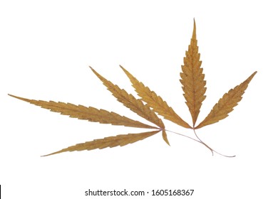 43 Dry Marijuana Pictures Images, Stock Photos & Vectors | Shutterstock