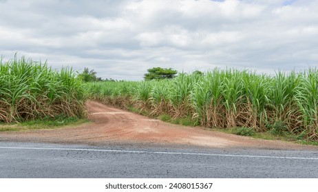 Picture of a driveway on a dirt road It is a tough travel route. because there is no paved road On the side were tall grass growing along the road. - Powered by Shutterstock
