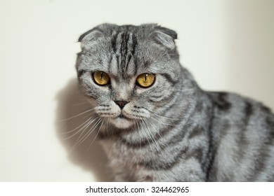 Picture Of Dumb Cat Sitting On The Floor Next To The Wall.