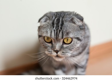 Picture Of Dumb Cat Sitting On The Floor Next To The Wall.