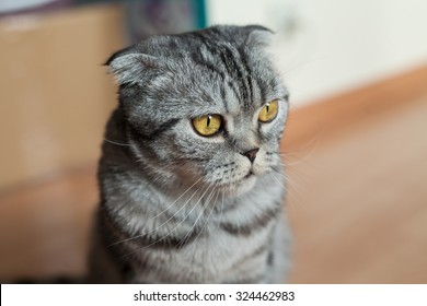 Picture Of Dumb Cat Sitting On The Floor Next To The Wall. 