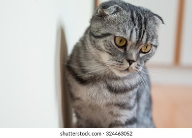 Picture Of Dumb Cat Sitting On The Floor Next To The Wall.