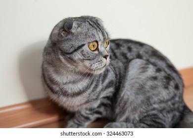 Picture Of Dumb Cat Sitting On The Floor Next To The Wall.