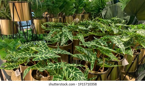 A Picture Of Elephant Ear Plant On A Gold Flower Pot.