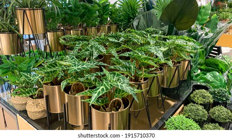 A Picture Of Elephant Ear Plant On A Gold Flower Pot.