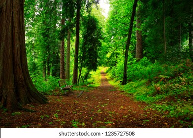 A Picture Of An Exterior Pacific Northwest Forest 