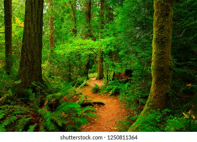 A Picture Of An Exterior  Pacific Northwest Forest Hiking Trail