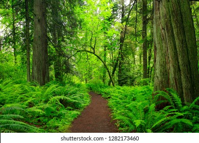 A Picture Of An Exterior Pacific Northwest Forest Trail