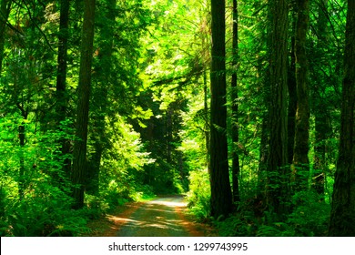 A Picture An Exterior Pacific Northwest Forest Trail