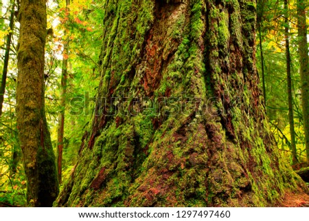 Similar – Image, Stock Photo Big old trunk in rainforest on Vancouver island, Canada