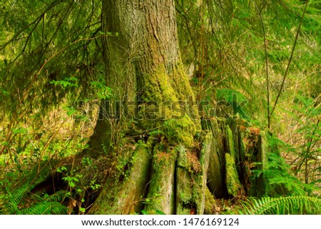 Similar – Image, Stock Photo Big old trunk in rainforest on Vancouver island, Canada