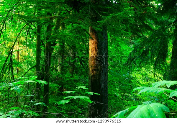 a picture of an exterior Pacific Northwest\
forest with a Western hemlock\
tree