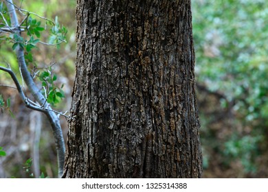 A Picture Of An Exterior Pacific Southwest With Canyon Live Oak Trees