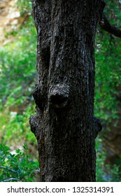 A Picture Of An Exterior Pacific Southwest With Canyon Live Oak Trees