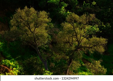 Interior Live Oak Trees Images Stock Photos Vectors