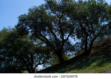 Interior Live Oak Trees Images Stock Photos Vectors