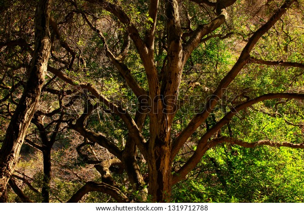 Picture Exterior Pacific Southwest Forest Interior Stock