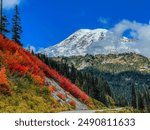 A picture of fall bright red colors on the side of a hill in front of Mount Rainier.