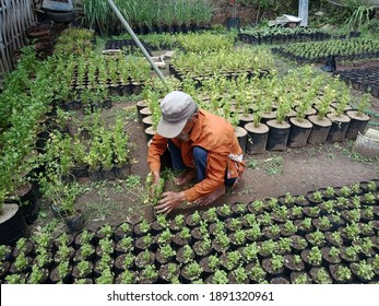 Picture Farmer Taking Care His Crops Stock Photo 1891320961 | Shutterstock