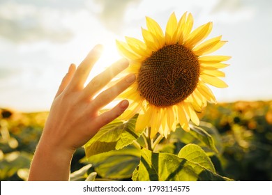 Picture Of Female's Hand Touching Sunflower. In Middle Of Field During Harvest Time. Early Morning Or Evening. Cover Sun In Sky. Tender Picture