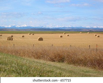  A picture of a field of bales in the Alberta foothills with the Rocky Mountains in the background