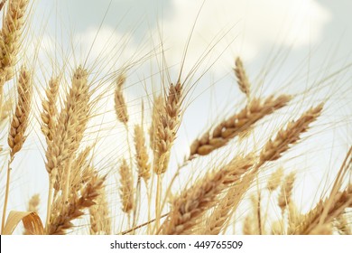 237,899 Bread crops Images, Stock Photos & Vectors | Shutterstock