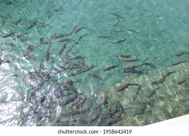 Picture Of Fishes In Lake In Ananatnag Surya Temple  Kashmir India 19 April 2021