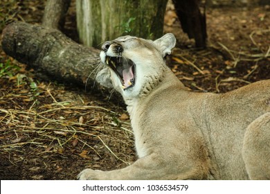 Picture Of Florida Panther