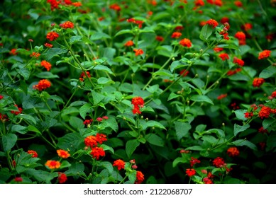 Picture Of A Flowerbed Of Texas Lantana Flowers.