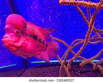 Picture Of Flowerhorn Fish Flowerhorn Cichlid. A Very Strange Red Fish With A Big Plaque On Its Head On A Blue Background.