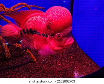 Picture Of Flowerhorn Fish Flowerhorn Cichlid. A Very Strange Red Fish With A Big Plaque On Its Head On A Blue Background.