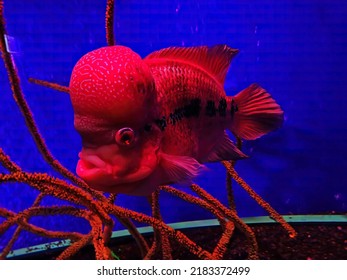 Picture Of Flowerhorn Fish Flowerhorn Cichlid. A Very Strange Red Fish With A Big Plaque On Its Head On A Blue Background.