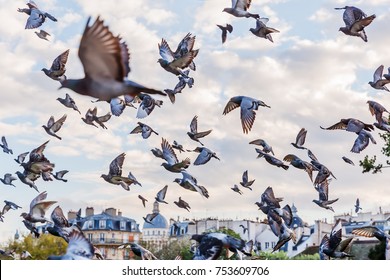 picture of a flying flock of pigeons in Paris, France