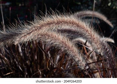 Picture Of Foxtail Weed Strands