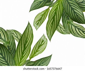 Picture Frame The Leaves Green Isolated On White Background With Copy Space.Calathea Freddie,green And Surface Pattern Bright And Beautiful.