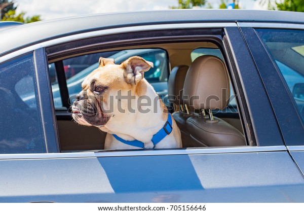 Picture of a\
french bulldog sitting in the\
car