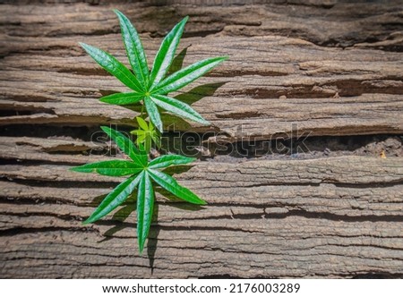Picture of fresh green leaves on an old wooden floor that naturally decays with time.