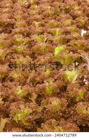 Similar – Image, Stock Photo Symbiosis on the roof