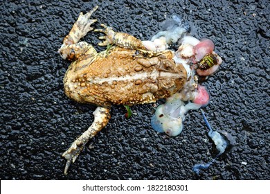Picture of a frog that has been run over by a car during some rainy weather.