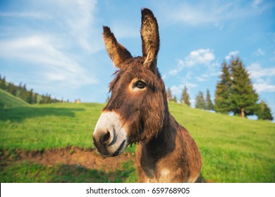 Picture of a funny donkey at sunset in Transylvania.