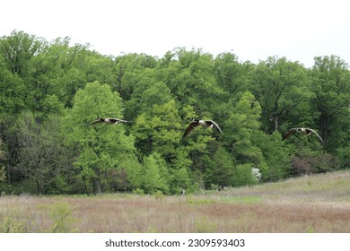 Picture of geese flying in midair
