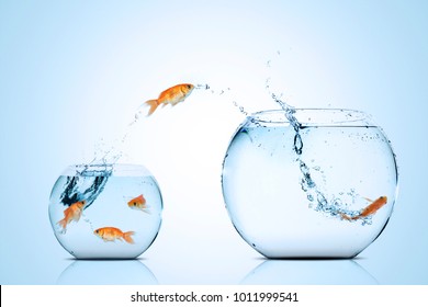 Picture of golden fish moving to better place in the larger aquarium - Shutterstock ID 1011999541