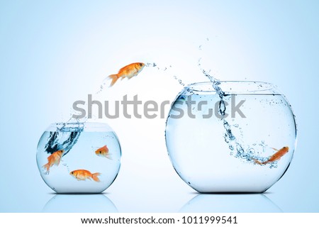 Picture of golden fish moving to better place in the larger aquarium