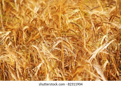 아름다운 빛 속에 있는 황금밀 밭의 그림 스톡 사진