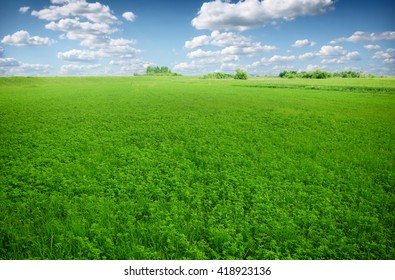 Picture of green clover field